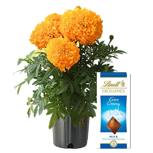 Lovely Marigold Plant N Lindt Excellence Combo