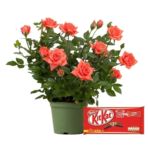 Marvelous Rose Plant with Choco Treat