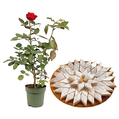 Vibrant Rose Plant with Kaju Katli Duo