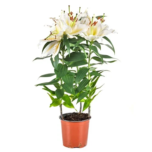 Eye Catching Lily Plant