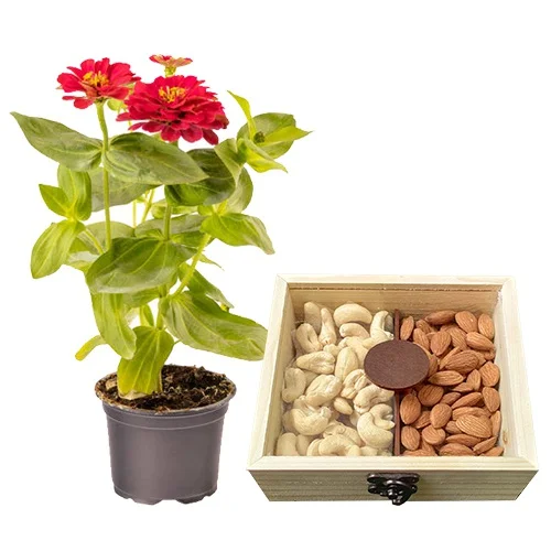 Enchanting Pair of Potted Zinnia Plant with Assorted Dry Fruits