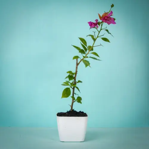 Blooming Bougainvillea Plant