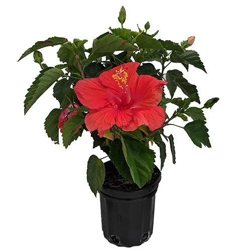 Tropical Hibiscus Plant