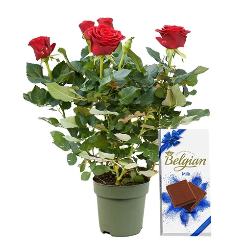 Flowering Rose Plant N Belgian Milk Bar Combo Gift