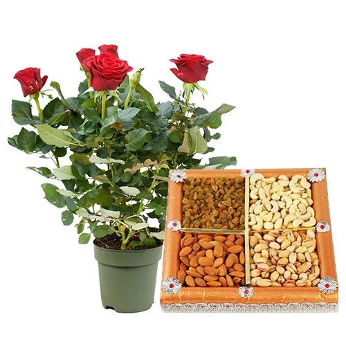 Graceful Pair of Rose Plant N Assorted Dry Fruits