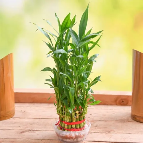 Distinctive House Warming Present of 2 Tier Lucky Bamboo in Glass Pot