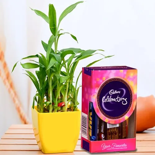 Send 2 Tier Lucky Bamboo Plant with Cadbury Celebrations Mini Pack