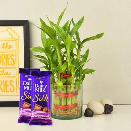 Shop for Two Tier Bamboo Plant with Cadbury Dairy Milk Silk Chocolates