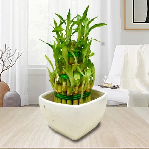 Captivating Indoor Gift of 3 Tier Bamboo Plant in Ceramic Pot