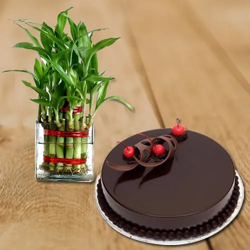 Two Layered Lucky Bamboo Plant in Glass Pot with Chocolate Cake