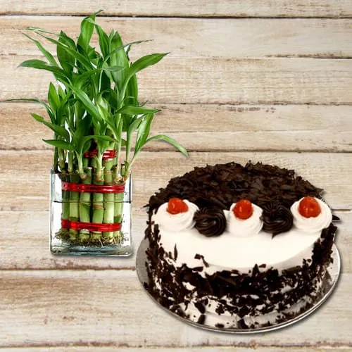 Blossom-Filled Double Layer Bamboo Stalks in Glass Pot with Black Forest Cake