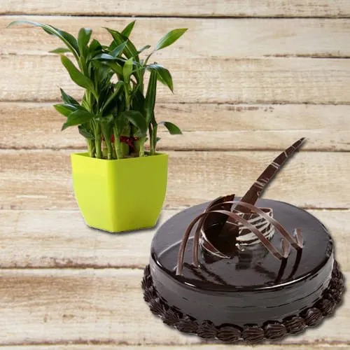 Deliver 2 Tier Lucky Bamboo Plant with Chocolate Truffle Cake