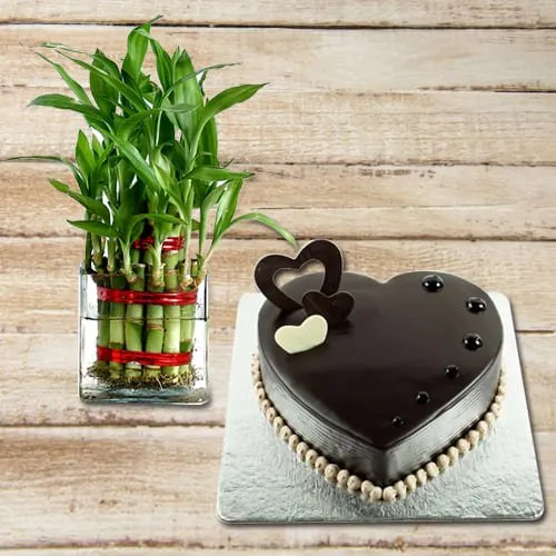 Buy Heart Shaped Chocolate Cake N 2 Tier Lucky Bamboo Plant