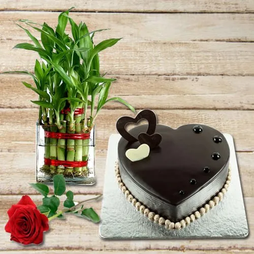 Shop for 2 Tier Lucky Bamboo Plant with Red Rose and Chocolate Cake
