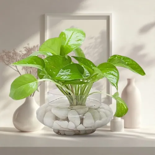 Order Money Plant in Glass Vase