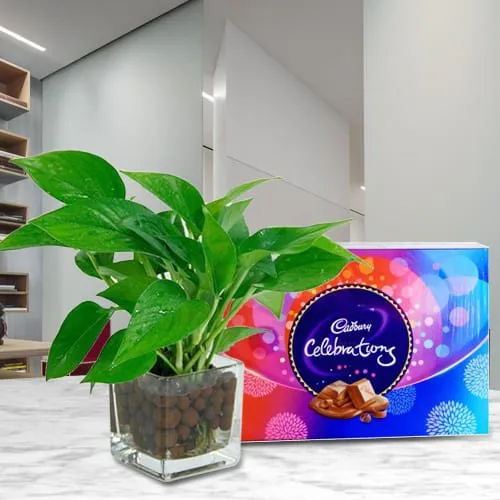 Online Money Plant in Glass Vase with Cadbury Celebrations Pack