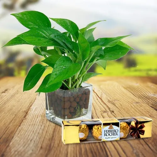 Blossom-Filled Money Plant in a Glass Vase with Ferrero Rocher Chocolates