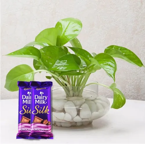 Impressive Gift of Good Fortune Money Plant with Cadbury Dairy Milk Silk<br>