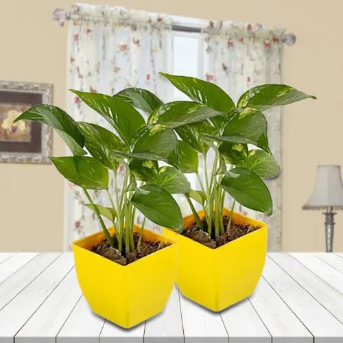 Lush Green Two Money Plant Set in Attractive Plastic Pots<br>