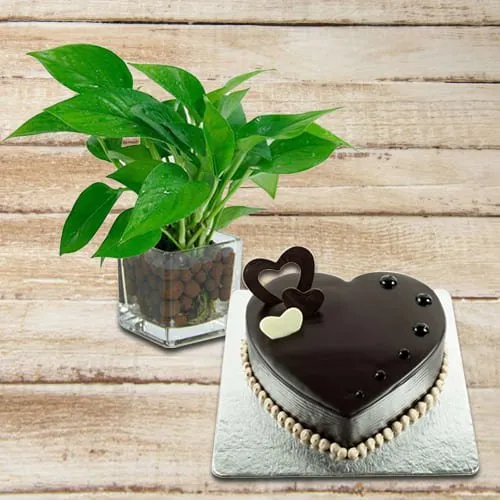 Deliver Money Plant in Glass Pot with Chocolate Cake