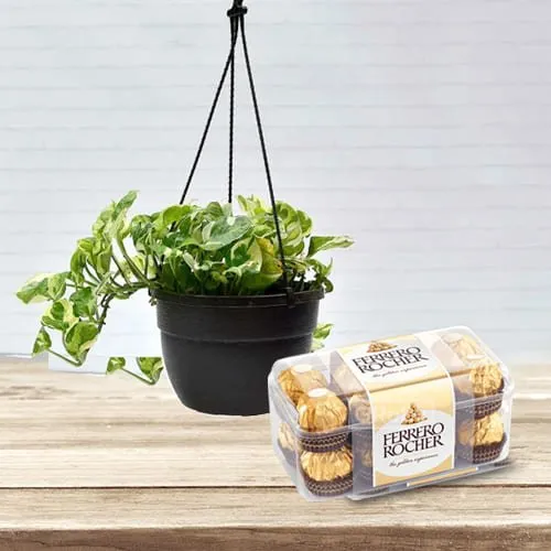 Delightful Selection of Hanging Money Plant with Ferrero Rocher