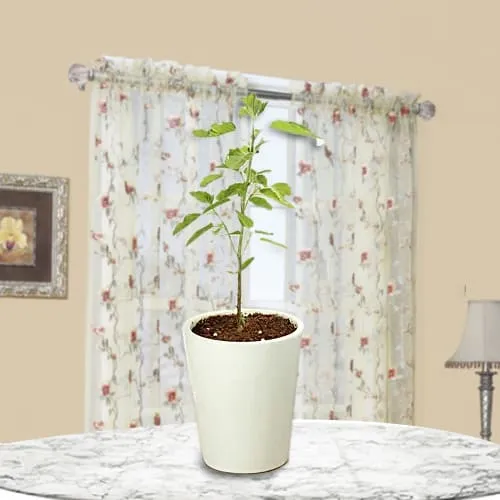Buy Selection of Holy Tulsi Plant in Glass Pot