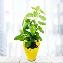 Order Tulsi Plant in Plastic Pot