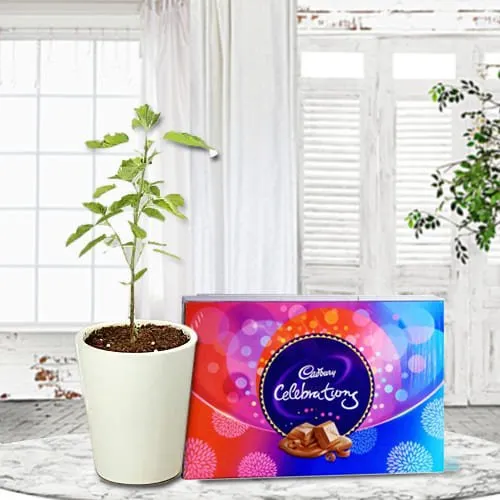 Online Tulsi Plant in Glass Pot with Cadbury Celebrations Pack