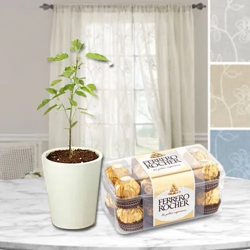 Buy Tulsi Plant in a Glass Pot with Ferrero Rocher Chocolates Box