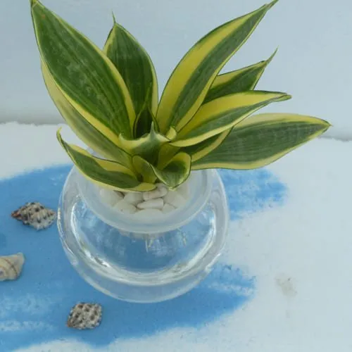 Buy Milt Sansevieria Plant in Glass Pot