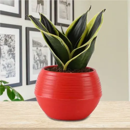 Evergreen Milt Sansevieria Plant in an Attractive Plastic Pot