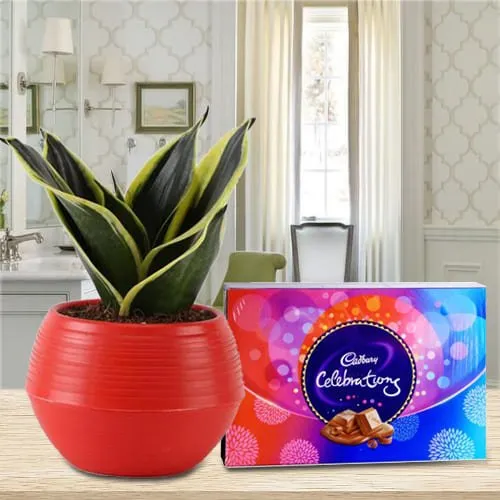 Fantastic Selection of Cadbury Celebration Pack with Milt Sansevieria Plant