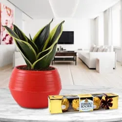 Fast-Growing Milt Sansevieria Plant in Plastic Pot with Ferrero Rocher