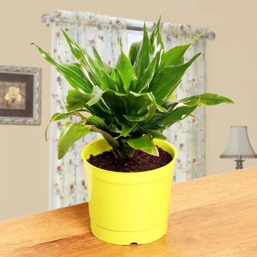 Deliver Dracaena Compacta Plant in Plastic Pot