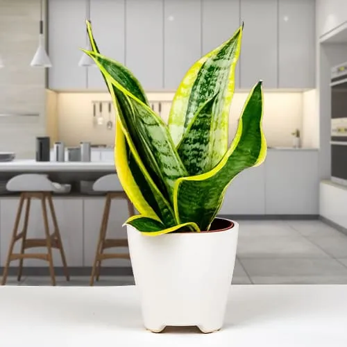 Buy Snake Plant in a Ceramic Pot