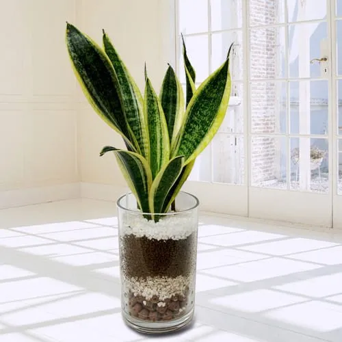 Buy Snake Plant in Glass Pot