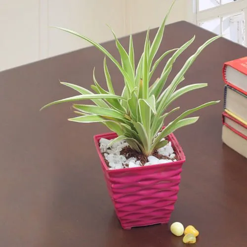 Beautiful Spider Plant in an Attractive Plastic Pot<br>