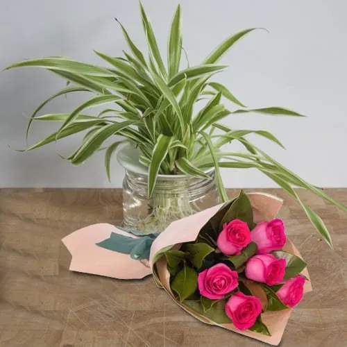 Buy Pink Roses Bunch with Spider Plant in Glass Pot