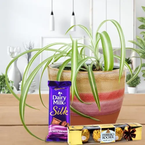 Buy Spider Plant in Plastic Pot with Ferrero Rocher and Cadbury Dairy Milk Silk