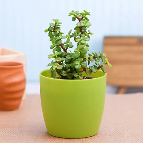 Online Jade Plant in Plastic Pot