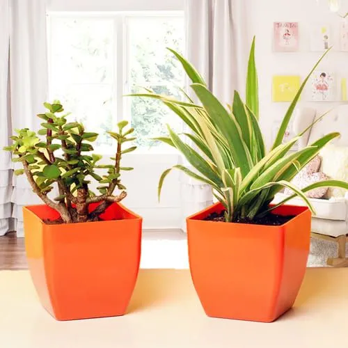 Marvelous Jade Plant N Spider Plant in Plastic Pots