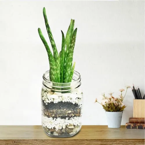 Good Fortune Aloe Vera Plant in Glass Vase<br>