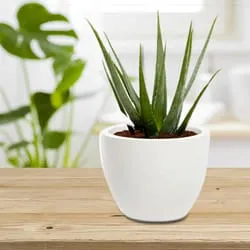 Outdoor Aloe Vera Plant in Ceramic Container<br>