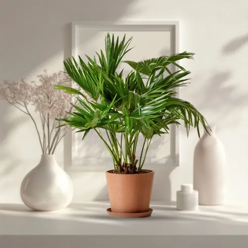 Eye-Catching China Palm in a Ceramic Pot<br>