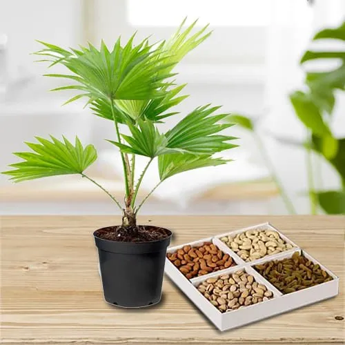 Deliver China Palm in Plastic Pot with Assorted Dry Fruits