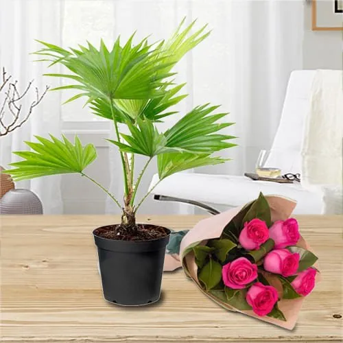 Buy China Palm in Plastic Pot with Pink Roses Bouquet
