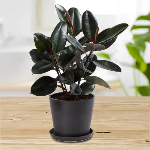 Online Gift of Rubber Plant in Plastic Pot