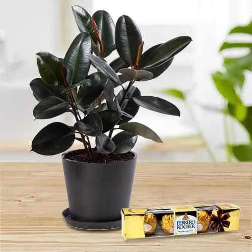Buy Rubber Plant in Plastic Pot with Ferrero Rocher