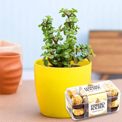 Shop for Ferrero Rocher Chocolate Box with Jade Plant in Plastic Pot
