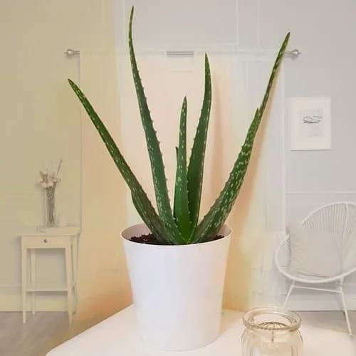 Everblooming Aloe Vera Plant in a Beautiful Plastic Pot	